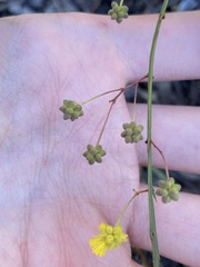 Acacia applanata