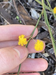 Acacia applanata