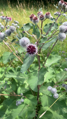 Arctium tomentosum