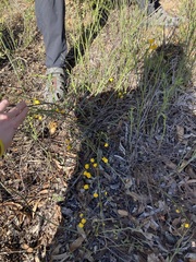 Acacia applanata