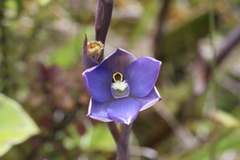 Thelymitra hatchii