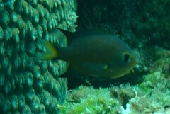 Pycnochromis atripes