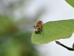 Palpada mexicana