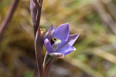 Thelymitra hatchii