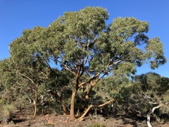 Eucalyptus suberea