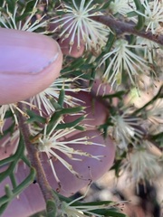 Hakea lissocarpha