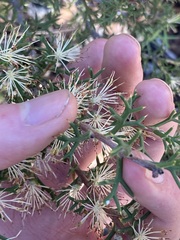Hakea lissocarpha