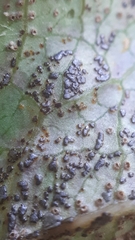 Uromyces scrophulariae