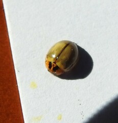 Harmonia antipoda