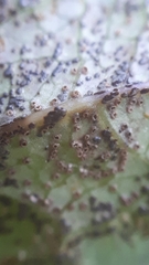 Uromyces scrophulariae