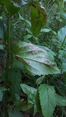 Uromyces scrophulariae