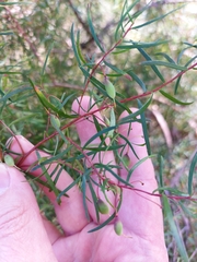 Persoonia nutans