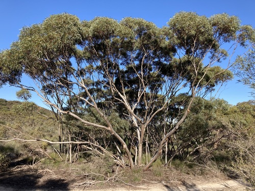 northern silver mallee (Eucalyptus opimiflora)