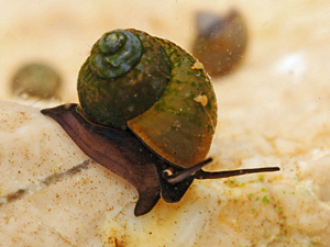 Sadleriana fluminensis