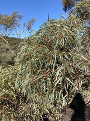 Eucalyptus opimiflora