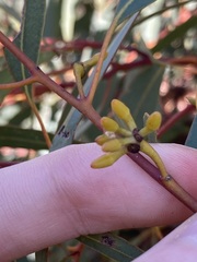 Eucalyptus opimiflora
