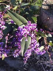 Hardenbergia