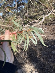 Eucalyptus opimiflora