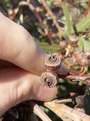 Eucalyptus opimiflora