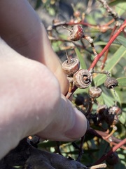 Eucalyptus opimiflora