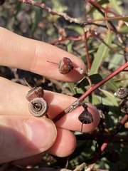 Eucalyptus opimiflora