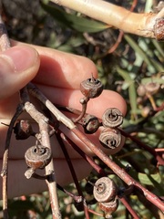 Eucalyptus opimiflora