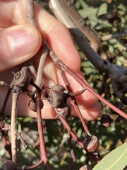 Eucalyptus opimiflora