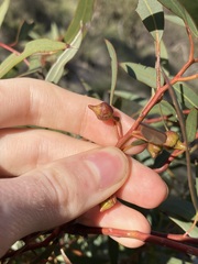 Eucalyptus opimiflora