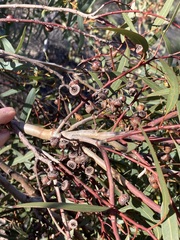 Eucalyptus opimiflora