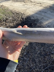 Eucalyptus opimiflora