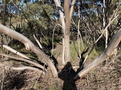 Eucalyptus opimiflora