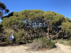 Eucalyptus leprophloia