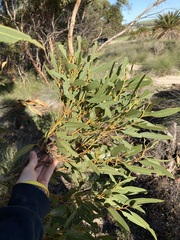 Eucalyptus leprophloia