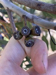 Eucalyptus leprophloia