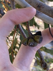 Eucalyptus leprophloia
