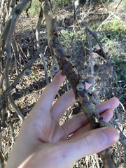 Eucalyptus leprophloia