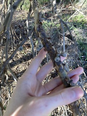 Eucalyptus leprophloia