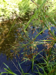 Scirpus radicans