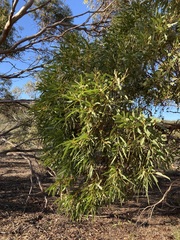 Eucalyptus leprophloia