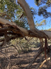 Eucalyptus leprophloia