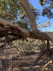 Eucalyptus leprophloia
