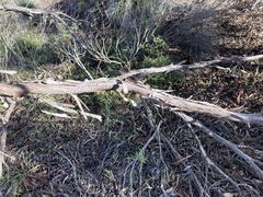Eucalyptus leprophloia