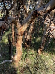 Eucalyptus leprophloia