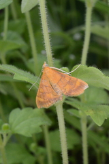 Pyrausta pseudonythesalis