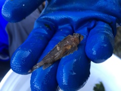 Nautichthys oculofasciatus