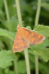 Pyrausta pseudonythesalis