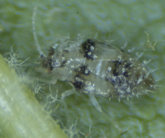 Corythucha confraterna