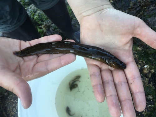 Xiphister mucosus