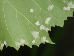 Colomerus vitis