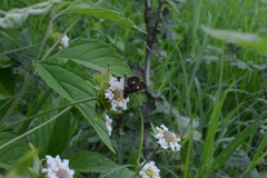 Heteropterinae